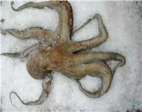 Polvo (Octopus vulgaris)