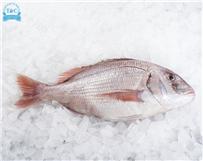 Pargo (Pagrus pagrus)